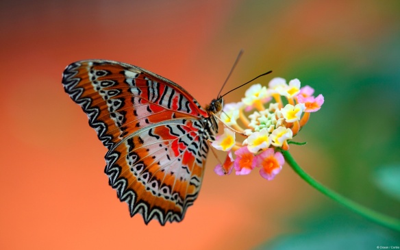 butterfly_on_flower-1920x1200