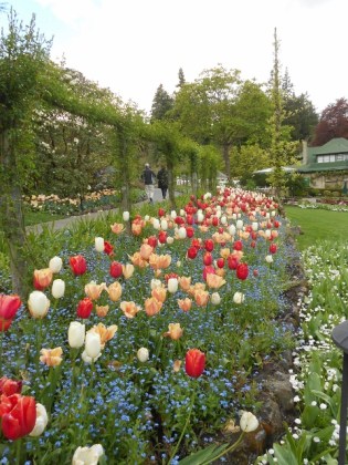 Red white & yellow tulips 