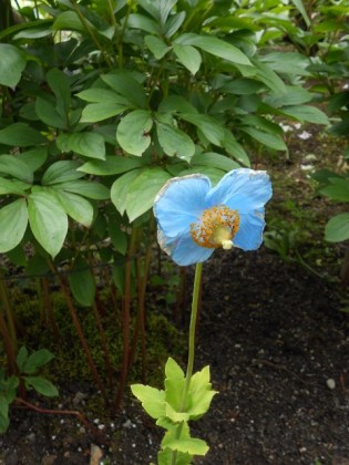 Rare Mongolian Poppy