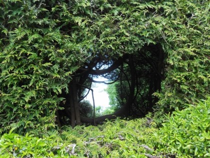 Nature's window to the cove beyond