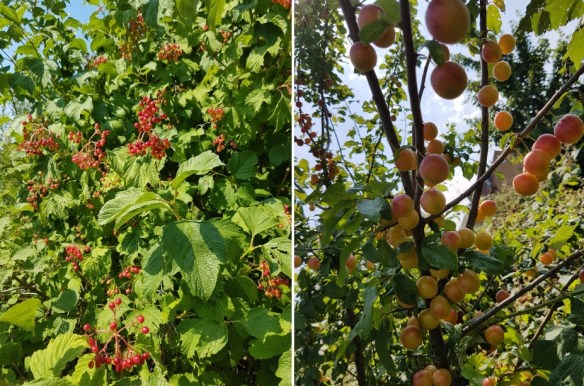 LLP Redcurrants and plums