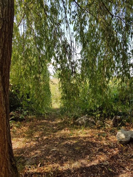 Under the willow tree (LLP)