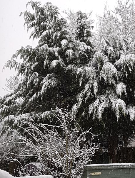 Snowy trees 2